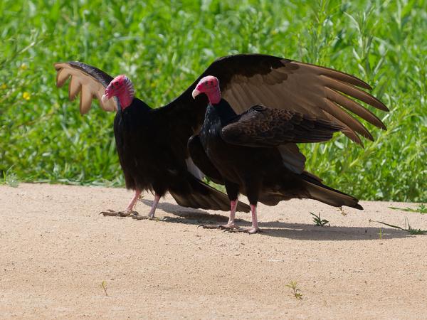 Kalkoengier (ssp ruficollis) (Cathartes aura ssp. ruficollis)